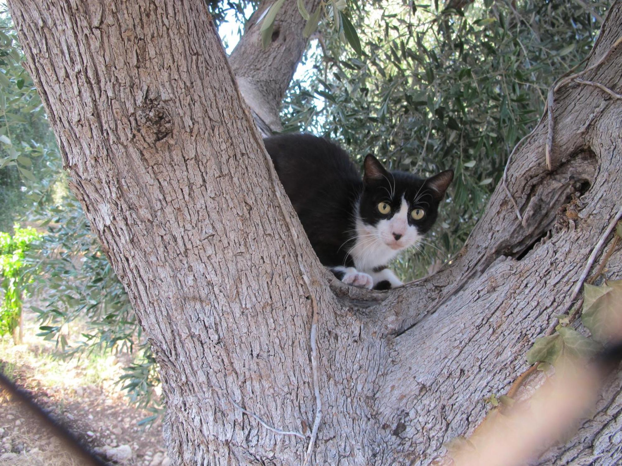 Olive&Sea Villa-Olive Mattinata Esterno foto